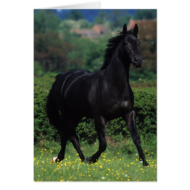 Caballos tosados en campo de flores (Frente)