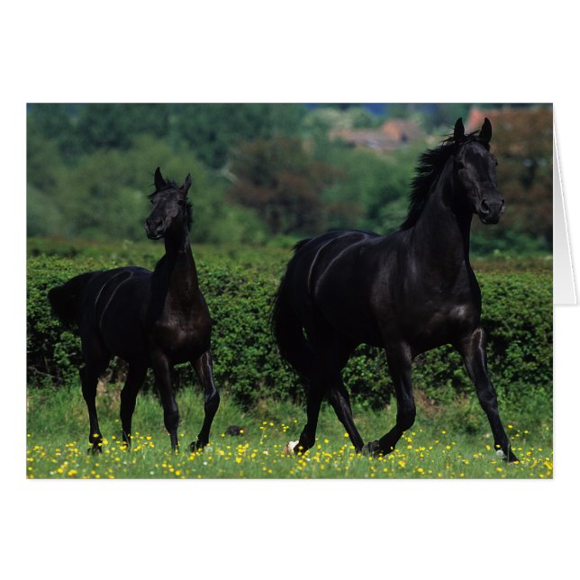 Caballos tosados en campo de flores (Anverso (Horizontal))