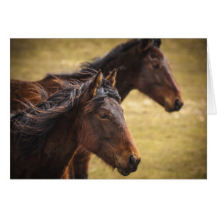 Caballos uno al lado del otro