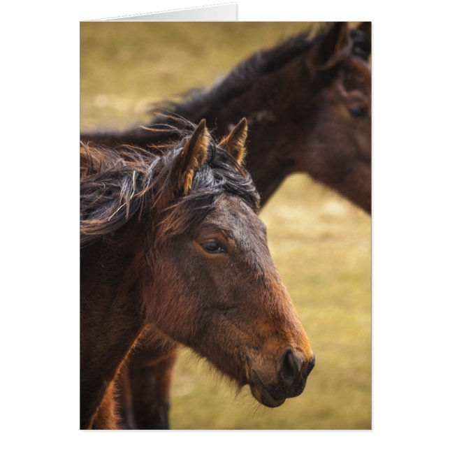 Caballos uno al lado del otro (Frente)