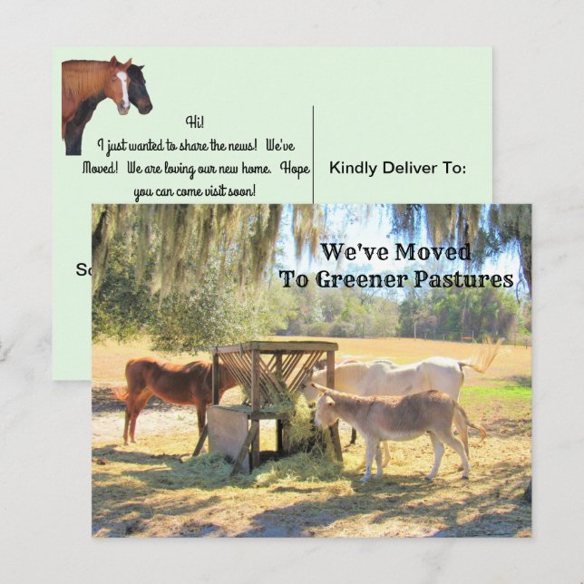 Caballos y burro nueva tarjeta postal de dirección (Anverso / Reverso)