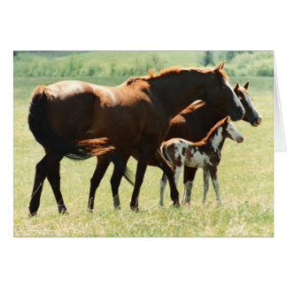 Caballos y imagen del potro