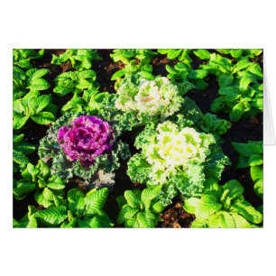 Caballos y primulas