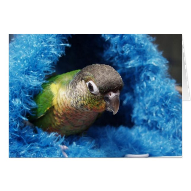 cabaña feliz (Anverso (Horizontal))