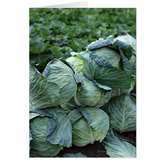 Cabbage (Frente)