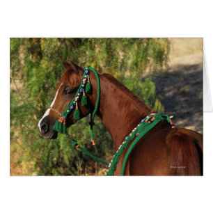 Cabeza árabe de caballo con brindis