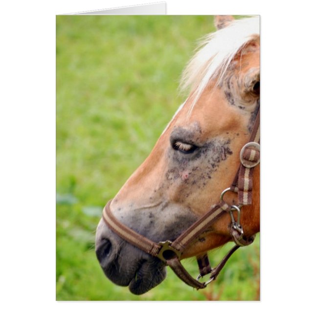 Cabeza de caballo 003 (Frente)