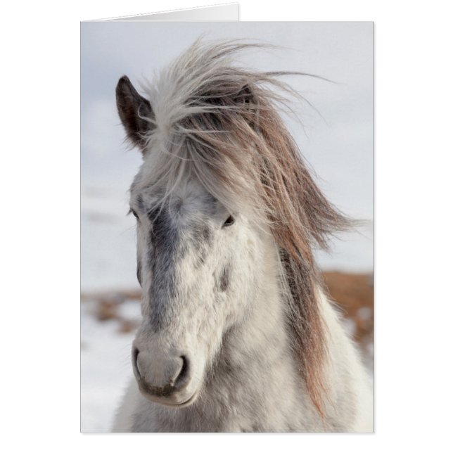 Cabeza de caballo islandés blanco (Frente)