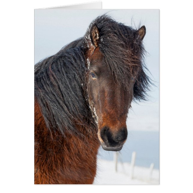 Cabeza de caballo islandés regio (Frente)