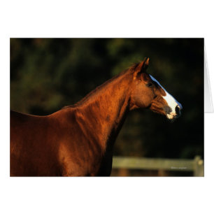 Cabeza de caballo toscada