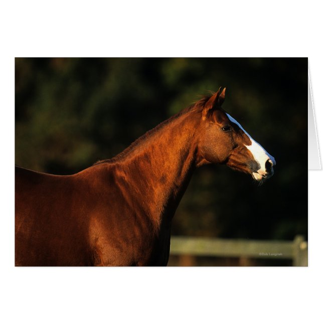 Cabeza de caballo toscada (Anverso (Horizontal))