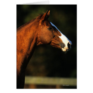 Cabeza de caballo toscada