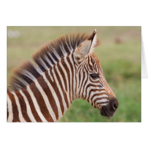 Cabeza de cebra bebé, Tanzania