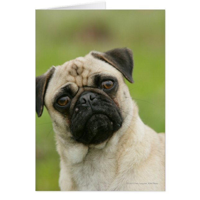 Cabeza de cerdo Cockeada mirando la cámara (Frente)