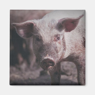 Cabeza de cerdo - imán