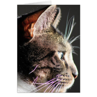 Cabeza de gato, perfil
