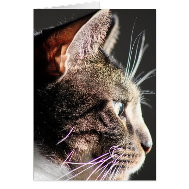 Cabeza de gato, perfil (Frente)