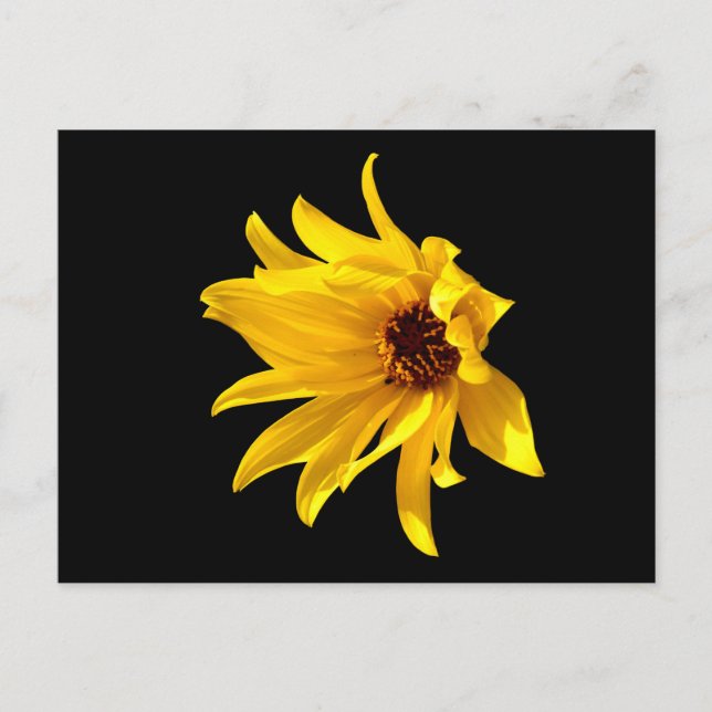 Cabeza de la tarjeta postal helenium de margarita  (Anverso)