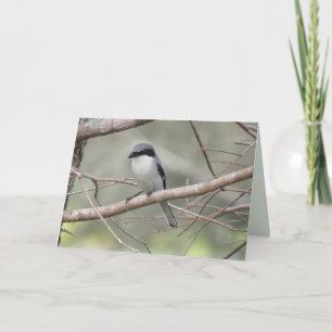 Cabeza de Loggerhead Shrike - Tarjeta de felicitac