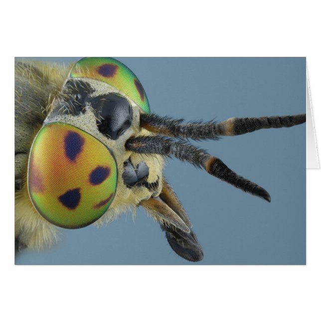 Cabeza de mosca de ciervo (Anverso (Horizontal))