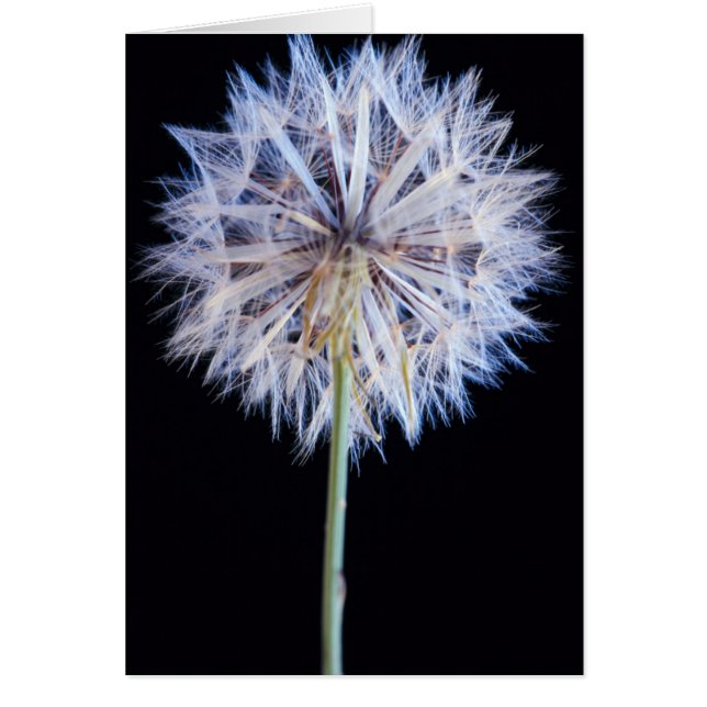 Cabeza de semilla de diente de león (Taraxacum Off (Frente)