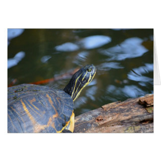 cabeza de tortuga de agua deslizante fuera del cap