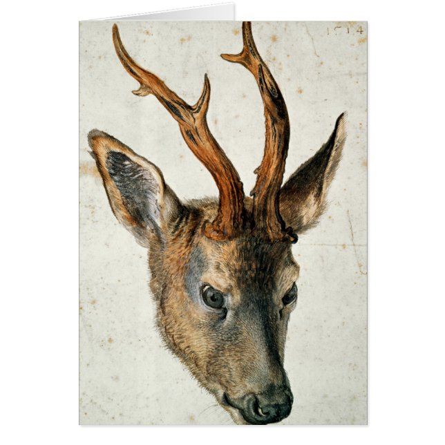 Cabeza de un ciervo de huevas (Frente)