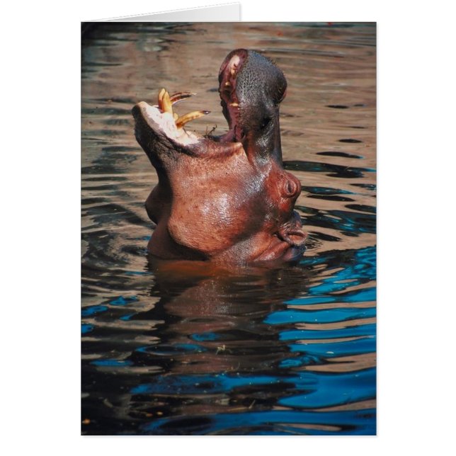 Cabeza del hipopótamo (Frente)