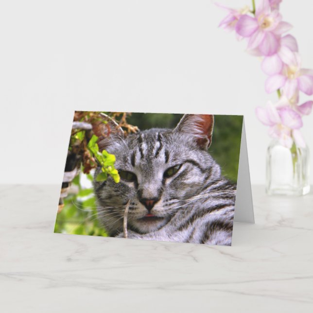 "Cabeza gata plateada de gatito" Tarjeta de felici (Orquídea)