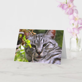 "Cabeza gata plateada de gatito" Tarjeta de felici