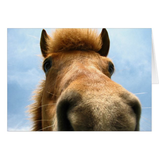 Cabeza Pony de Islandia (Anverso (Horizontal))