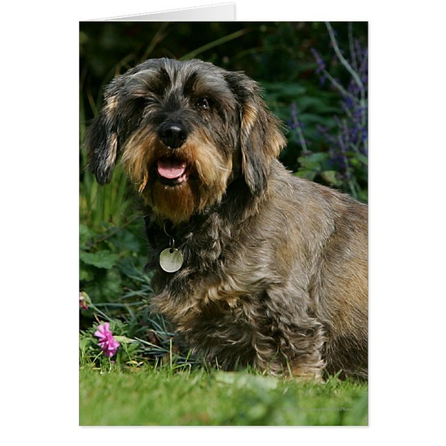 Cableado estándar Dachshund Sitting (Frente)