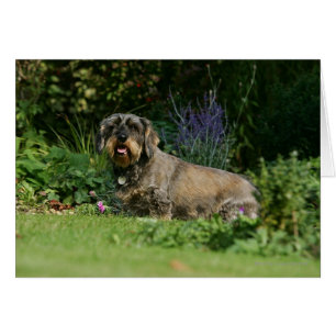 Cableado estándar Dachshund Sitting