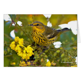 Cabo May Warbler con la florida Mahonia