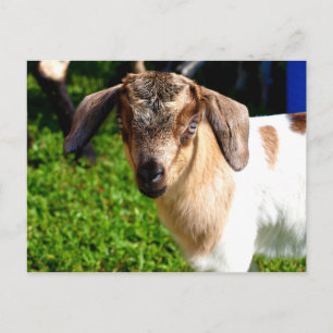 Cabra bebé - Postal