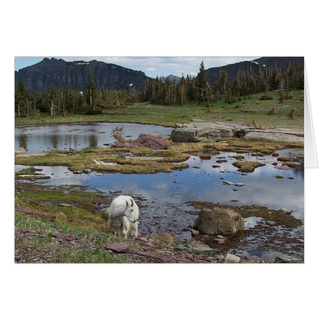 Cabra de montaña (Anverso (Horizontal))