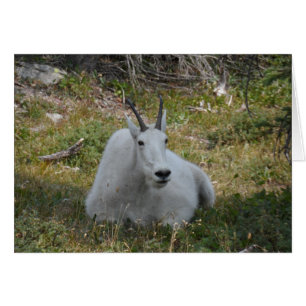 Cabra de Montaña - Parque nacional Glaciar