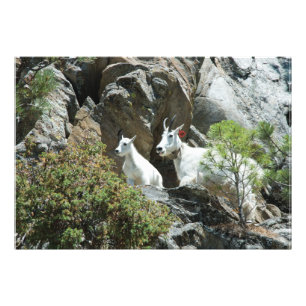 Cabra de montaña y niño - Fotografía de vida silve