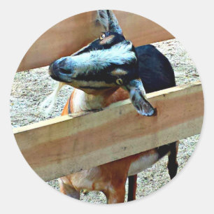 Cabra divertida - hoja de pegatinas