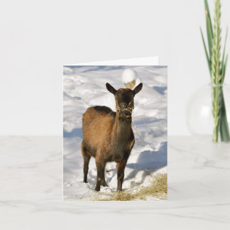 Cabra en la tarjeta de Navidad de la nieve