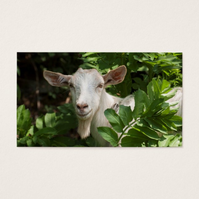 Cabra mirando la cámara (Frente)