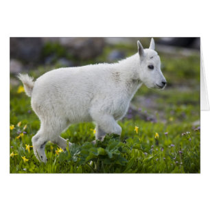 Cabra montés joven en Logan Pass en Glacier