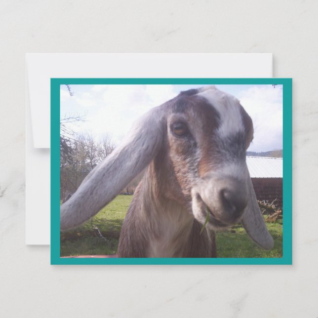 Cabra nubia (Anverso)