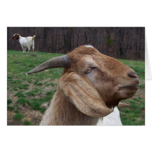 Cabras