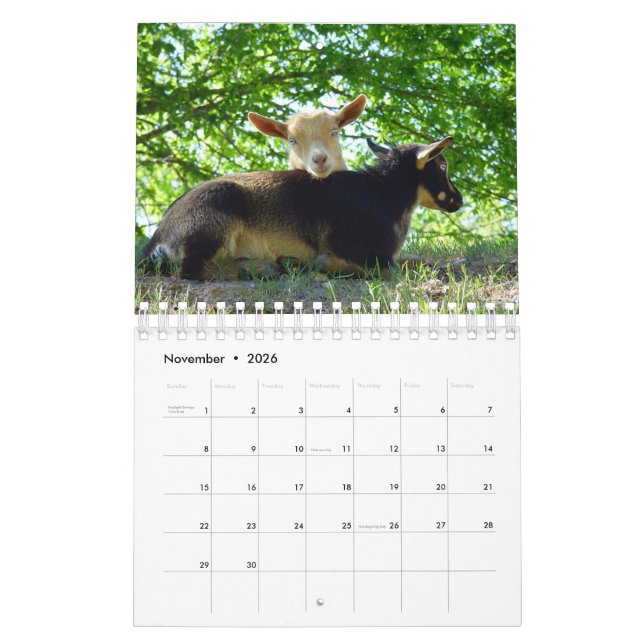 Cabras en calendario de la granja del K-N-S de la (Nov 2026)