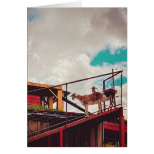 cabras en el techo