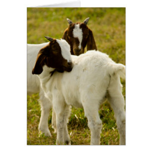 Cabras en Pastizal – Fotografía de Animales de Gra