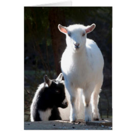 Cabras enanas nigerianas en la mesa de picnic