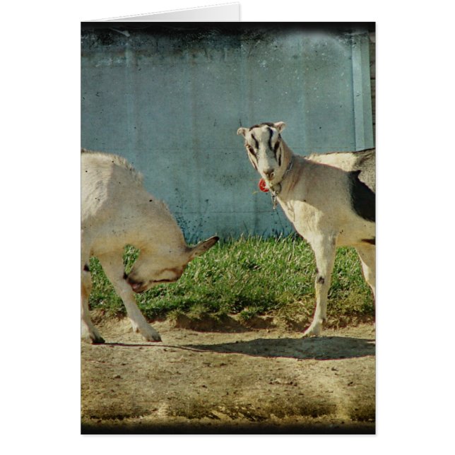 Cabras lecheras (Frente)