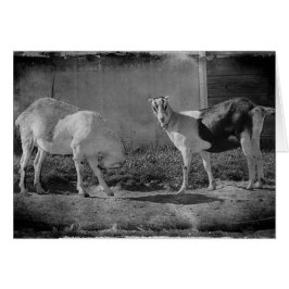 Cabras lecheras en blanco y negro